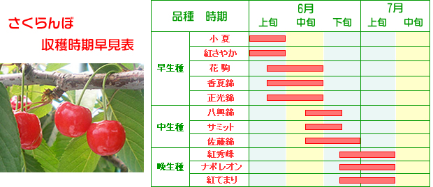 さくらんぼ収穫時期早見表